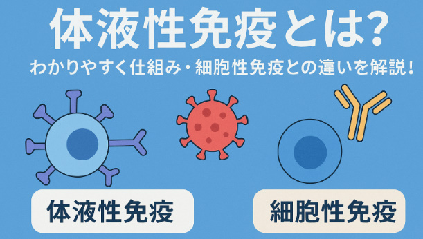 体液性免疫とは